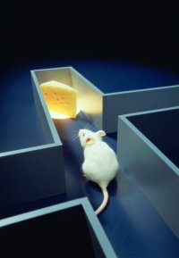 lab-mice.jpg